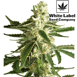 White Diesel Haze Automatizované (3 semienka) White Label - kvet šiška bud