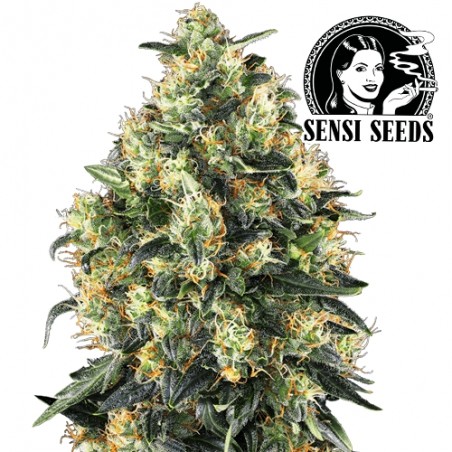 Super Skunk Automatizovaný Semená marihuany Sensi Seeds - kvet / šiška