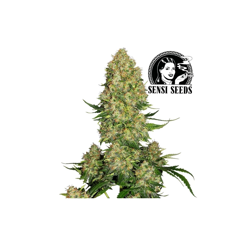 Skunk no.1 Automatizovaný - Semená marihuany Sensi Seeds - kvet / šiška / bud