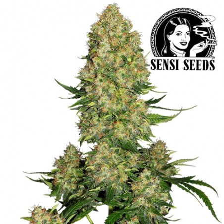 Skunk no.1 Automatizovaný - Semená marihuany Sensi Seeds - kvet / šiška / bud