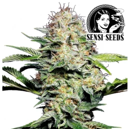 Marihuana Sensi Skunk Automatic od Sensi Seeds - šiška / kvet