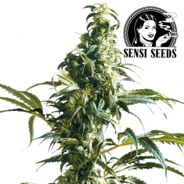 Semená marihuany Sensi Seeds Mexican Sativa Feminized - kvet / šiška