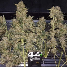 palice lekárskej marihuany CBD 20:1 Automatic (3 semienka) - Konopné semená Fast Buds