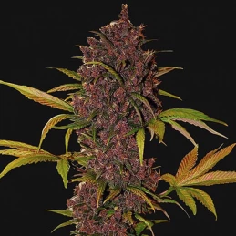 LSD-25 Automatic (3 semienka) - Konopné semená Fast Buds - šiška / kvet detail