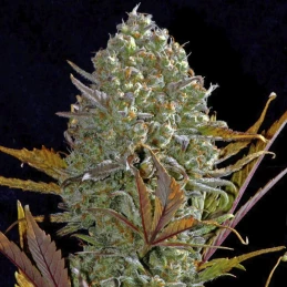 Pineapple Express Automatic (3 semienka) - Konopné semená Fast Buds - šiška / kvet marihuany