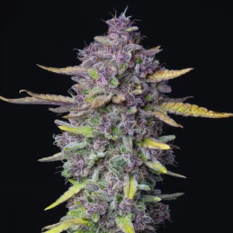 Purple Punch Automatic (3 semienka) - Konopné semená Fast Buds - kvet marihuany / šiška fialovej farby