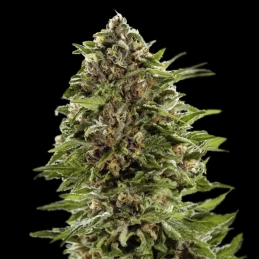 Odroda kodope Original Auto Bubble Gum (3 semená) - Semená marihuany Fast Buds - šiška / kvet konope