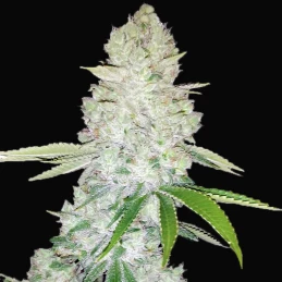 Gorilla Glue Automatic (3 semienka) - Konopné semená Fast Buds - kvet / šiška marihuany s množstvom živice detail
