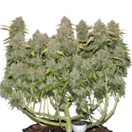Gorilla Glue Automatic (3 semienka) - Konopné semená Fast Buds - celá rastlina