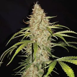 detail na kvet marihuany Original Auto Jack Herer (3 semienka) - Konopné semená Fast Buds
