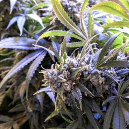 fialový kvet marihuany Original Auto Jack Herer (3 semienka) - Konopné semená Fast Buds