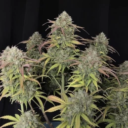 kvety marihuany na čiernom pozadá - odroda Original Auto Jack Herer (3 semienka) - Konopné semená Fast Buds