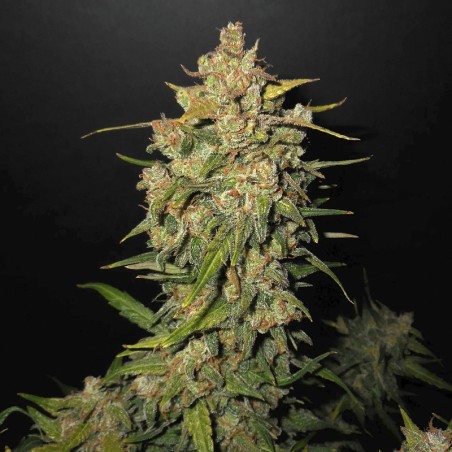 kvet marihuany Lemon AK (3 semienka) - Konopné semená Fast Buds