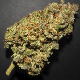 detail na sušený kvet marihuany Lemon AK (3 semienka) - Konopné semená Fast Buds