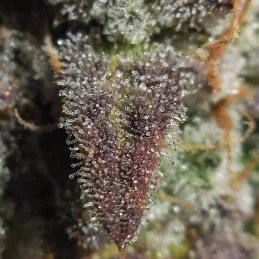 detail na živicu marihuany Lemon AK (3 semienka) - Konopné semená Fast Buds