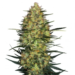 kvet marihuany Caramellow Kush Automatic (3 semienka) - Semená marihuany Sensi Seeds Research