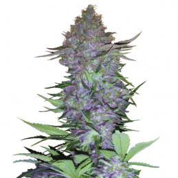 Purple Skunk Automatic (3 semienka) - Semená marihuany Sensi Seeds Research