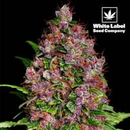 White Label - Purple Bud...