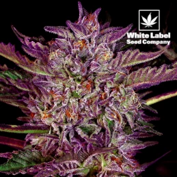 White Label - Purple Bud auto feminizované (3 semená)