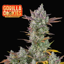 Fast Buds Gorilla Cookies...