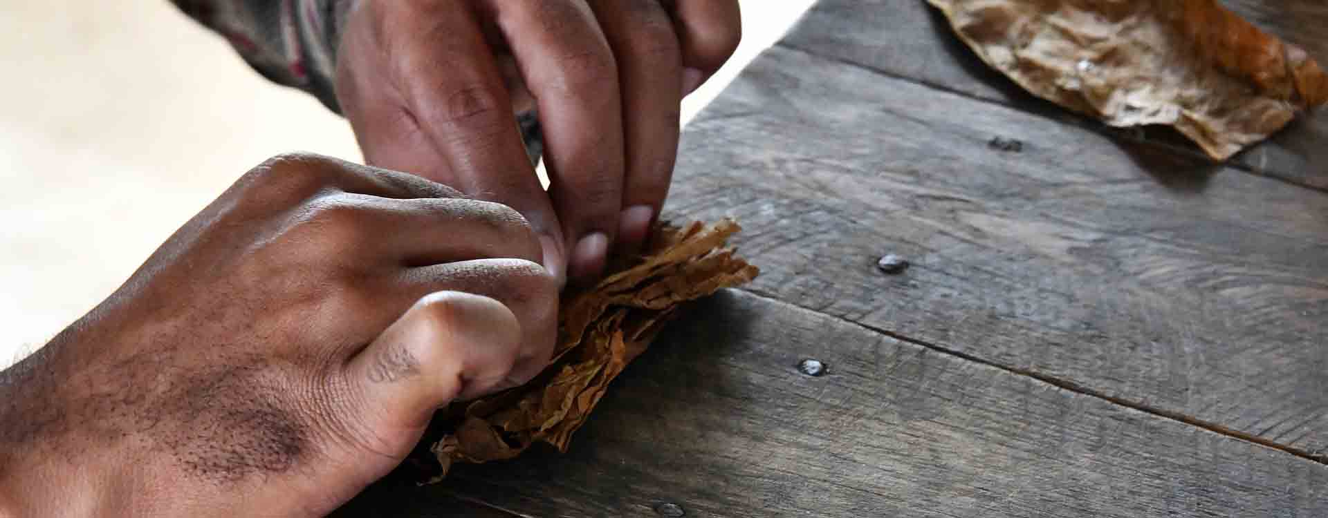 Balenie tabakových listov do cigary - detail