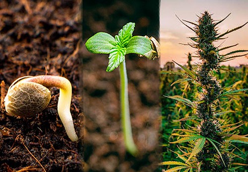 Pestovateľská sezóna marihuany začína! Čo nové má pre weed growerov náš Smokeshop?