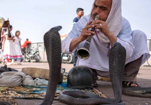 Zaklínanie hadov v Maroku nie je presne to, čo si myslíte